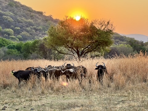 Wildebeest standing in grass at sunset on the property